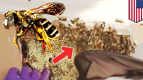 Bees inside wall: Dude finds 30,000 bees inside his house wall - TomoNews