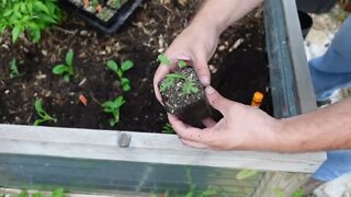 Planting cool season crops in a raised garden bed for my fall garden.