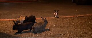 Killer rabbit virus discovered in Southern Nevada amid multi-state outbreak