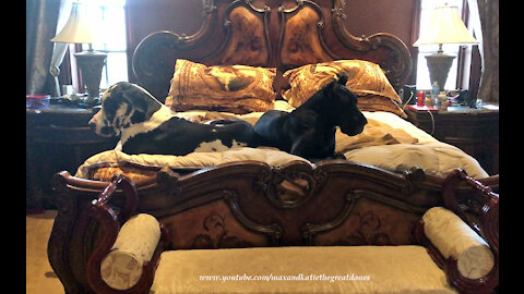 Happy Great Danes Love To Lounge In Bed