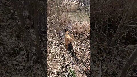 doggo hunting frogs. #doggo #nature #frogs