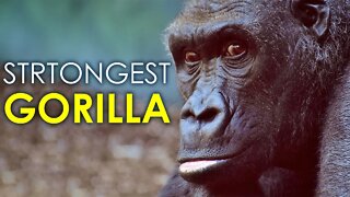 STRONGEST GORILLA | FACTS ABOUT GORILLAS | ANIMAL FACTS | WILD LIFE | APES