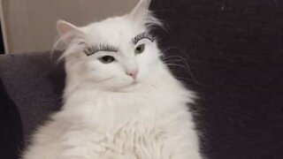 This cat wears false eyelashes!