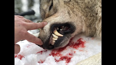 Public Land Wolf Hunting 1