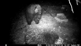 Female Porcupine Slaps Male Porcupine