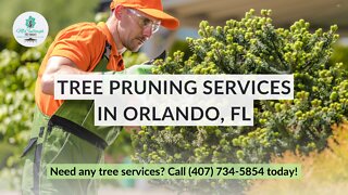Tree Structural Pruning 101 by McCullough Certified Arborist