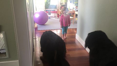 Little girl trains massive Bernese Mountain Dogs