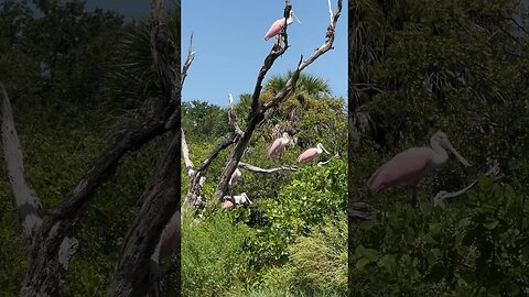 Bonus Golf Wildlife Pink Spoon Bills from Sunny Florida! #golf #wildlife #bonus #spoonbill