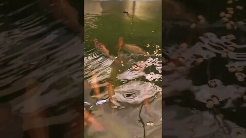 Red Nile tilapia in aquaponics system #shorts