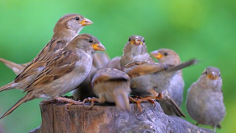 Happy Chirping Day! House Sparrow Victory Celebrations Over the Pigeons