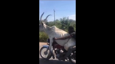 Easy cow traveling 🤣🤣