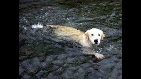Golden Retriever Puppy Loves Swimming in Lake.
