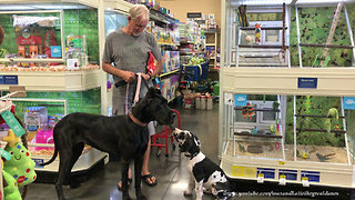 Great Danes enjoy their first visit to the pet store
