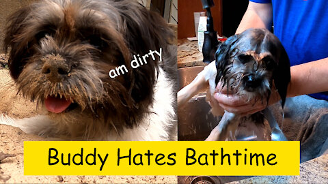 Lhasa Mix Hates Bathtime