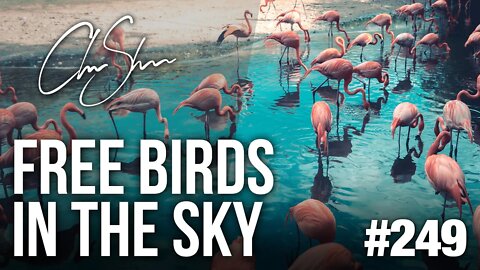 Club Shada #249 - Free Birds in the Sky