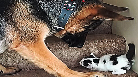 Helpful Pup Carries Foster Kittens Upstairs