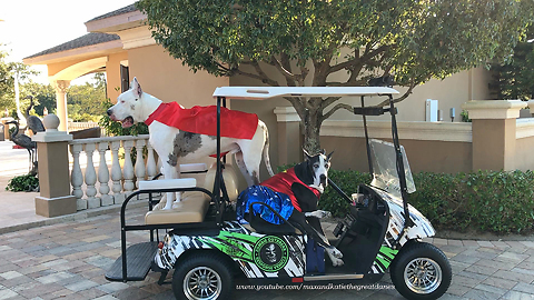 Max and Katie the Great Danes Happy Halloween