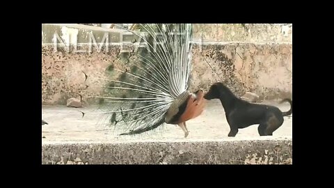 Funny peacock vs dog Fiting