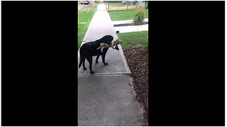 Sweet dog takes beagle stuffed animal on morning stroll