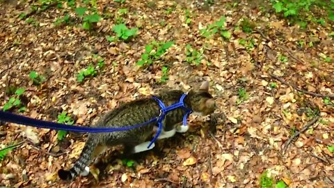 Kitten Rudolph Sees a Forest for the First Time in His Life