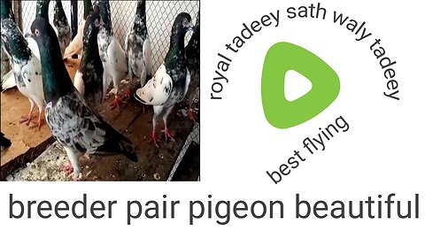 Sath waly tadeey kanty waly royal tadeey pigeon beautiful breeder pair