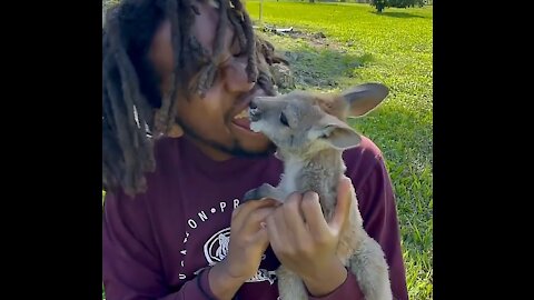 Cute kangaroo, wild kangaroo as pet