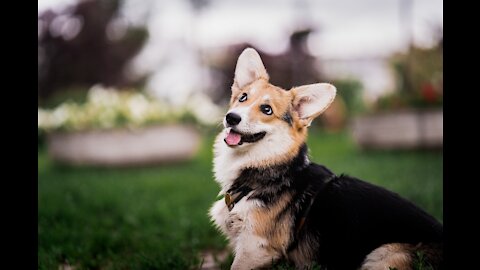 HILARIOUS CORGI DOES AEROBICS