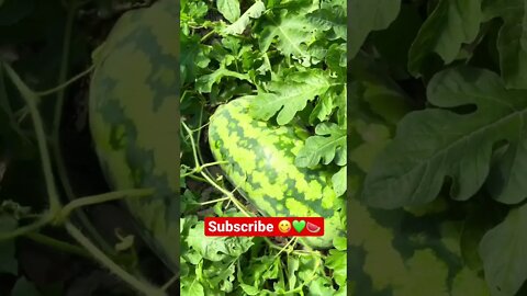 Found this MONSTER MELON Hiding in the Watermelon Patch 🍉💚 #shorts #viral #tiktok #trending