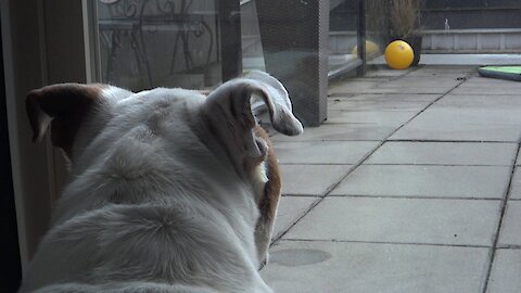 Porkchop the Bulldog really wants to kill the yellow ball