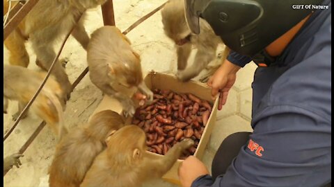feeding sweet potato to the wild monkey || feeding animal