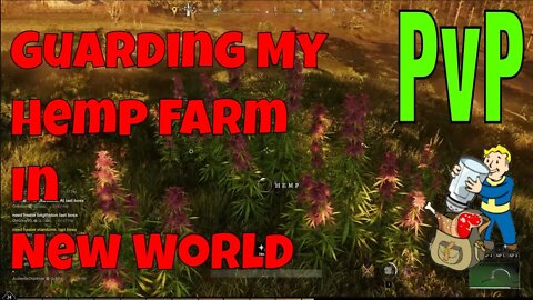 Guarding My Hemp Farm In New World With The Threat Of PvP