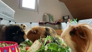 My Guinea pigs waiting for me to finish cleaning their home