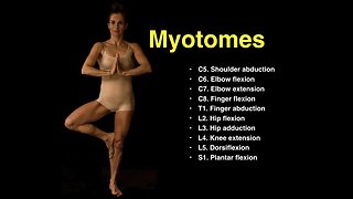 Myotomes