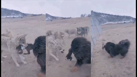 wolf vs dog - fighting over food