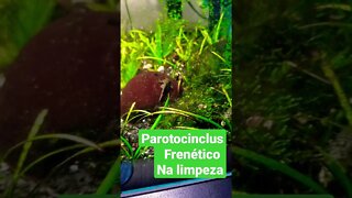 Parotocinclus fazendo jus a sua competência!