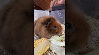 Guinea pig Tibby munching 🌽