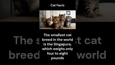 Cat Facts #shorts #youtubeshorts #cat #facts #Humor