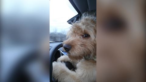 Funny Dog Loves Driving A Car