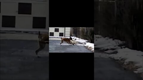 TiGer In The Wild Attacks Gazelle...#shorts #cats #dogs #funny #like #subscribe