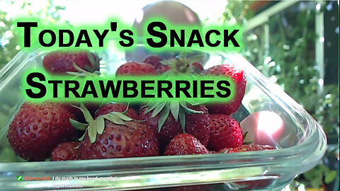 Today's Snacks: Strawberries [Food Eating ASMR]