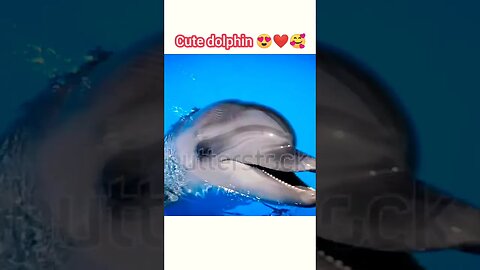 Cute dolphin 🥰❤️😱 | ua58sb @ua58sb #shorts #animals #dolphin