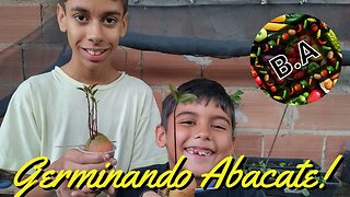 Como Germinar Caroço de Abacate #diy #diygarden #hortaorganica