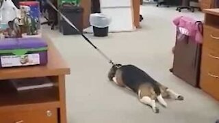 Beagle throws tantrum when not allowed to play