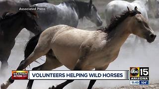 Volunteers helping wild horses amid drought