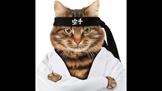 karate cat funny