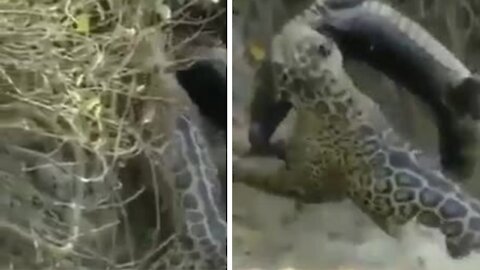 The jaguar performs the incredible attack on the alligator