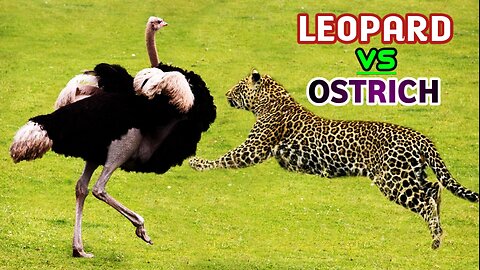 Leopard vs Ostrich | Wild Animals Fight|