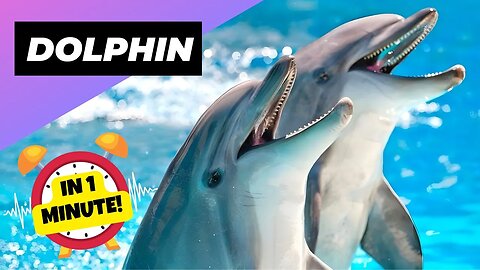 Dolphin - In 1 Minute! 🐬 One Of The Cutest But Dangerous Animals In The World | 1 Minute Animals