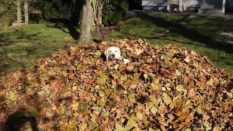 Dog Completely Disappears in Giant Pile of Leaves