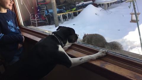 Funny Dog Tries To Get A Squirrel